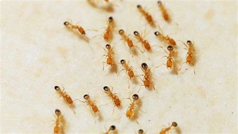 Blog - How Dangerous Are Pharaoh Ants In Fort Worth?