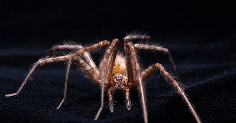 The Secret History of Spider Venom's Paralytic Power | WIRED