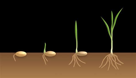 Seed Germination Process, Steps, Types | Gardening Tips