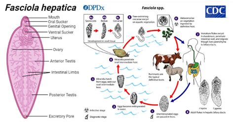 Fasciola Gigantica Life Cycle