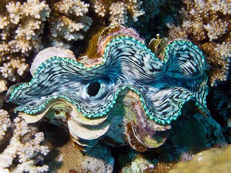 giant clam eyes - Google Search | Ocean Life | Clams, Sea fish, Ocean life