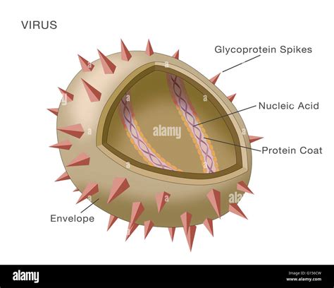 Diagram showing the structure of a typical virus. Virus particles, or ...