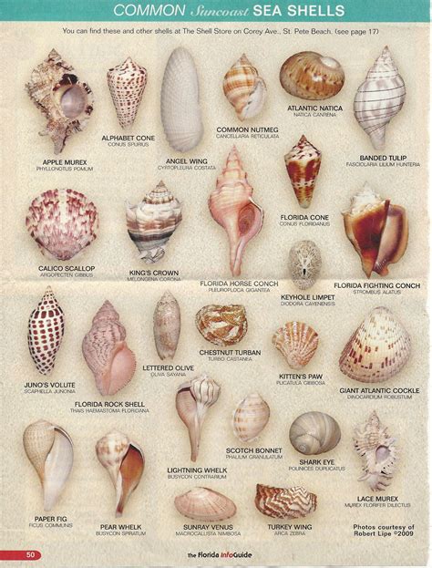 SEASHELL-FIND YOURS | Sea shells, Shells and sand, Seashell crafts