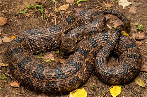 Brown Watersnake | South Carolina Partners in Amphibian and Reptile ...