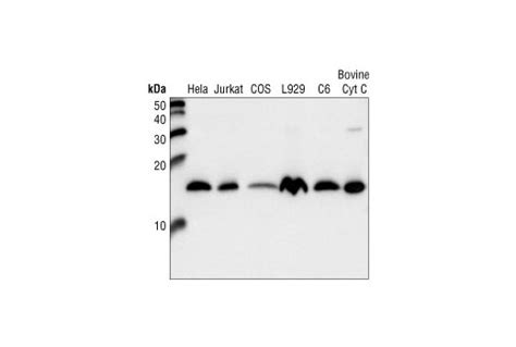 Cytochrome c Antibody | Cell Signaling Technology