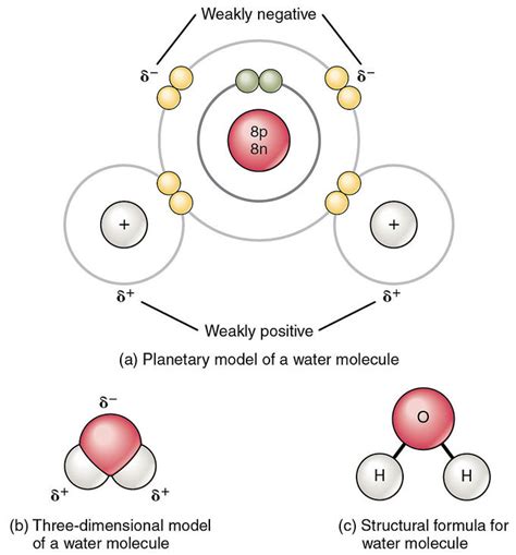 The Structure and Properties of Water | Introduction to Chemistry