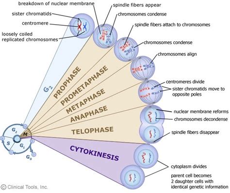 Cell cycle – NC DNA Day Blog