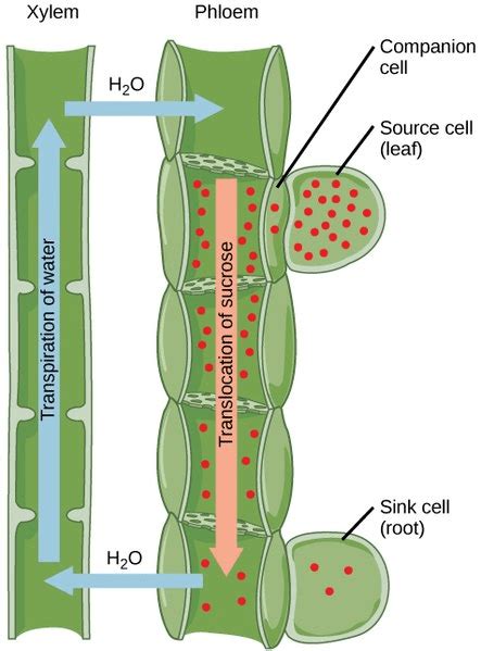 Function Of Xylem Vessels In Plants - Infoupdate.org