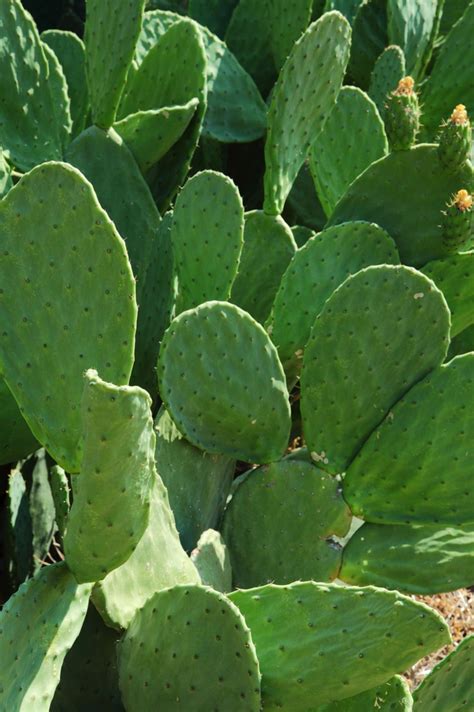 Rabbit Ears Cactus - Opuntia | North Carolina Extension Gardener Plant ...