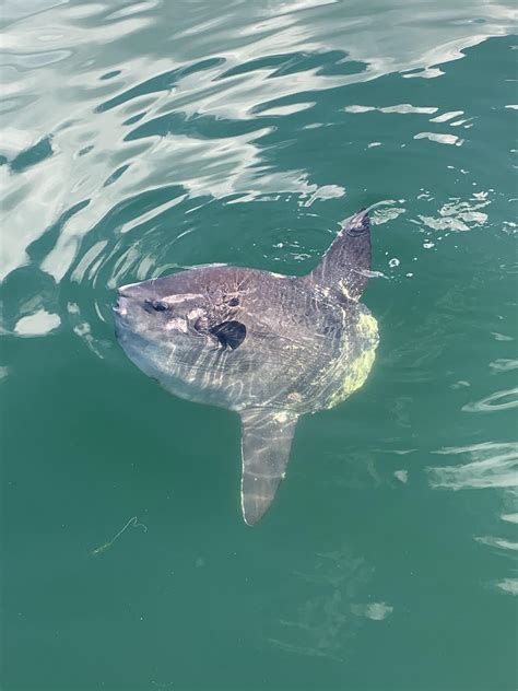 awesome ocean sunfish! : r/marinebiology