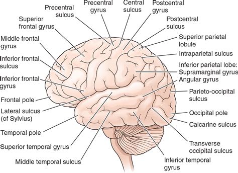 Pre And Postcentral Gyrus Function - Brain and cranial nerves, Medicine ...