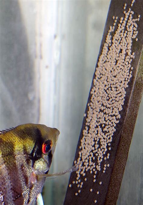 Angelfish Breeding Slate and Breeding Cones for sale – Angels Plus