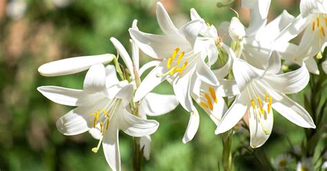 Meaning Of White Lily Flower | Best Flower Site