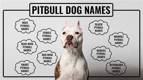 Pitbull Names - Unique And Tough Names For All Pitbull Types - Petmoo