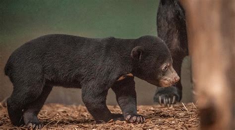 Adorable Sun Bear Cub Plays During Public Debut at Chester Zoo ...