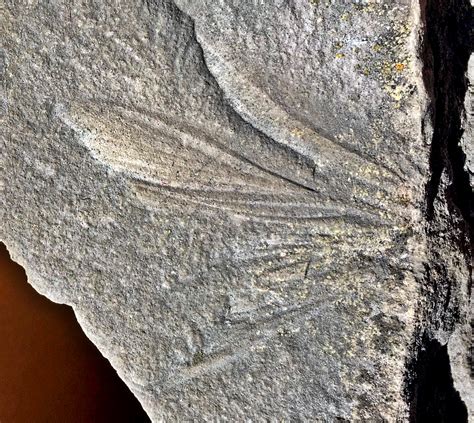 Insect wing? - Fossil ID - The Fossil Forum