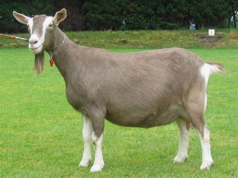 15 Best Goat Breeds for Pets | PetHelpful