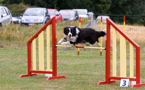 Border Collie Jumping At Agility Trial Stock Photo - Image: 36104394