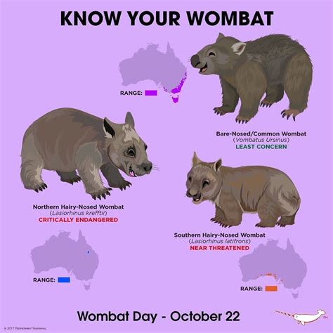 Peppermint Narwhal Creative on Instagram: “#KnowYourWombat # ...