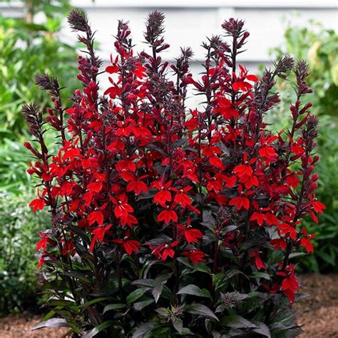 Cardinal Flower For Sale | Red Lobelia Plants For Sale | Flower garden ...