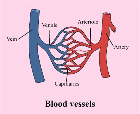 Labeled Diagram Of Arteries And Veins Labeled Diagram Of Arteries And ...