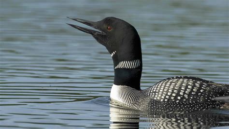 Loons Wailing- characteristic, evocative sounds of lake country ...