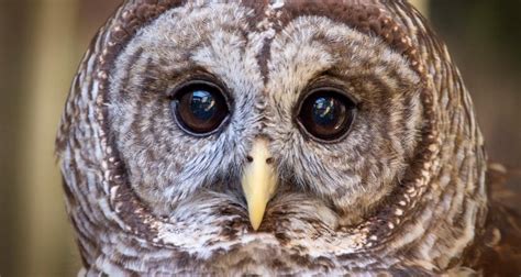 Barred Owl – Facts, Size, Sounds, Habitat, Pictures