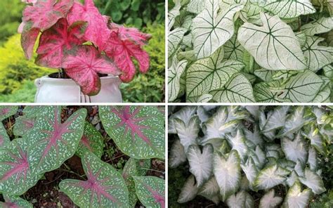 8 Different Varieties of Caladiums (Photos) - Garden Lovers Club