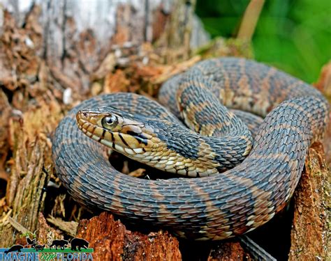 Florida banded watersnake – Imagine Our Florida, Inc