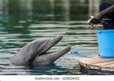 164 Dolphin Feeding Training Images, Stock Photos & Vectors | Shutterstock