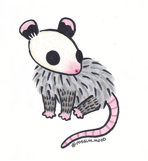 cute possum drawing easy - wallpapergirlwithgun