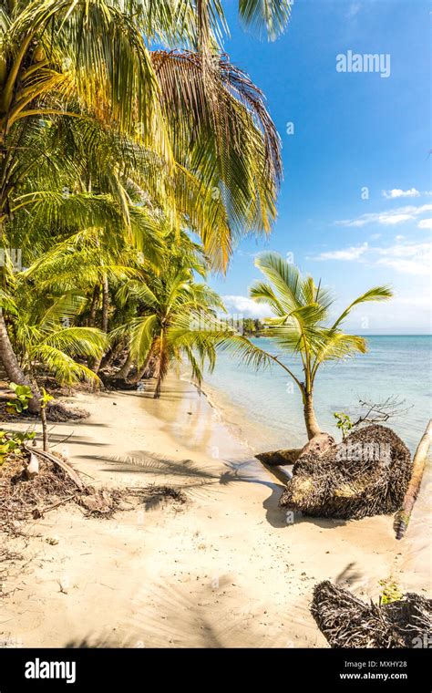 Starfish Beach panama Stock Photo - Alamy