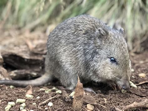 LONG-NOSED POTOROO - Aussie Ark