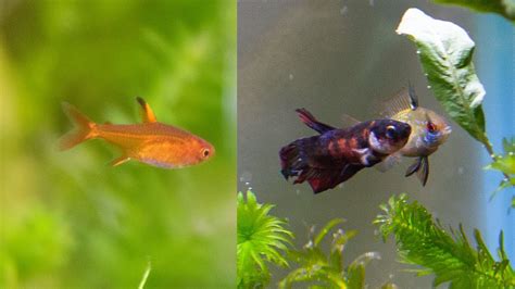 Ember Tetra Betta : Betta Tank Mates Safe And Compatible Species For ...