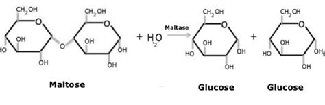 Enzyme Names - Naming & Classification, EC Numbers, Six Classes Of Enzymes