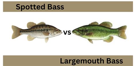 Spotted Bass vs. Largemouth Bass? | Jimbo On Lanier