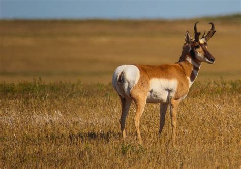 Cannundrums: American Pronghorn