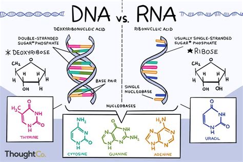 Do You Know the Differences Between DNA and RNA? | Study biology ...