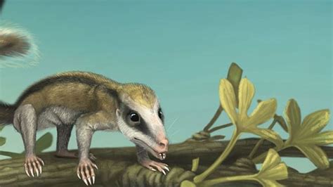 BBC - Earth - Early mammal fossils reveal remarkable diversity