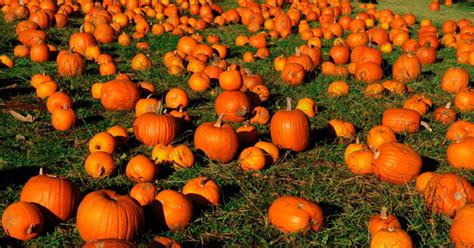 Find Adirondack Area Pumpkin Patches & Corn Mazes