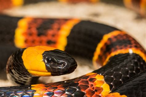 Move Over Python: Poisonous Snakes in the Everglades - Captain Mitch's ...