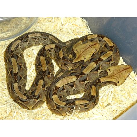 West African Gaboon Viper - Juveniles - Strictly Reptiles