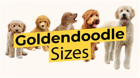 Petite Goldendoodle Size