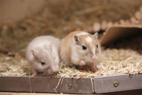 Common Gerbil Behaviours and What They Mean - Critter Mamas