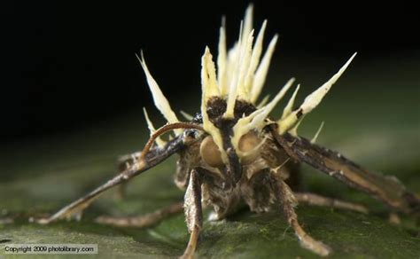 cordyceps | Fungi, Cordyceps, Cordyceps fungus