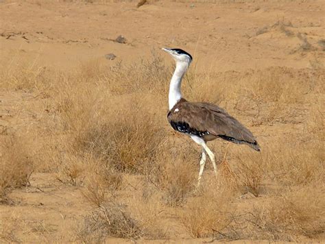 Thar-The Great Indian Desert | WalkThroughIndia