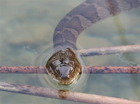 Northern Water Snakes – Facts, Fiction and Phobias! – Oakland County Blog