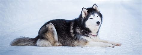 Alaskan Malamute: Breed Facts & Temperament | Pet Side