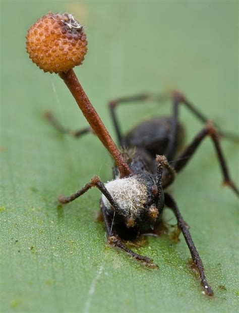 'Zombie Ant' being controlled by the evil fungus growing inside of it # ...