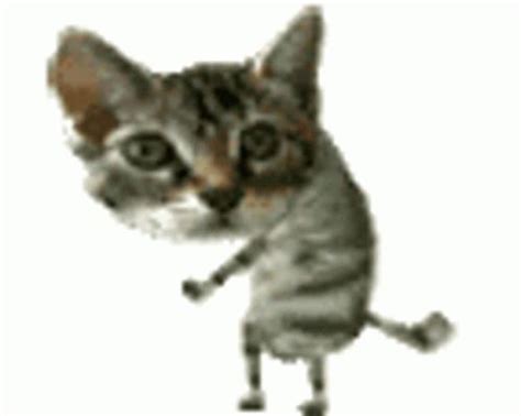 Dancing Kitty Dance GIF - DancingKitty Dance - Discover & Share GIFs ...